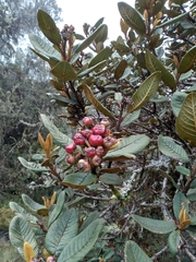 Hesperomeles ferruginea