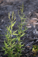Carlowrightia parviflora