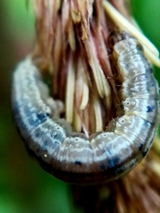 Operophtera brumata