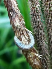 Operophtera brumata