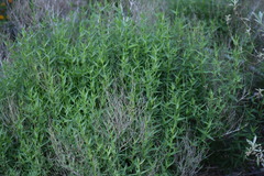 Carlowrightia parviflora