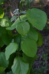 Cordia alba