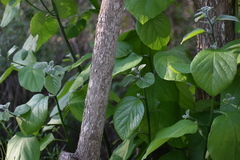 Cordia alba