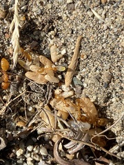 Camponotus festinatus