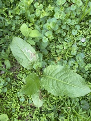 Pegomya bicolor