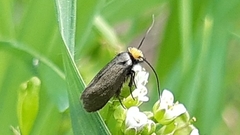 Cauchas rufifrontella