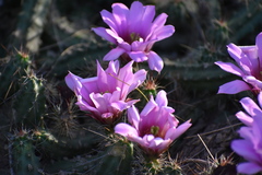 Echinocereus berlandieri