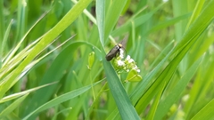 Cauchas rufifrontella