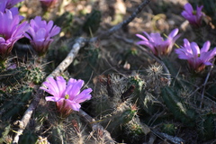 Echinocereus berlandieri