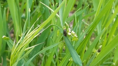 Cauchas rufifrontella