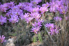 Echinocereus berlandieri