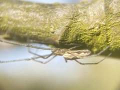 Tetragnatha montana