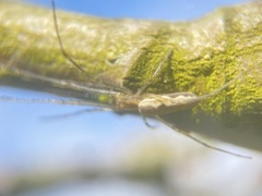 Tetragnatha montana