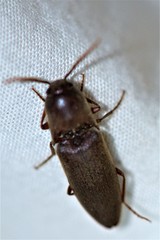 Diplostethus carolinensis