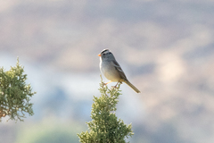 Zonotrichia leucophrys