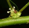Pouzolzia occidentalis palmeri - Photo (c) Barry Sullender, some rights reserved (CC BY-NC), uploaded by Barry Sullender
