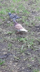 Columba livia domestica