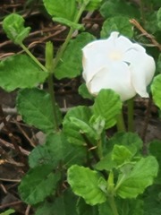 Mandevilla lanuginosa