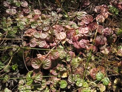 Diclis rotundifolia