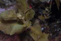 Sargassum incisifolium