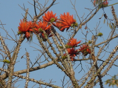 Erythrina suberosa
