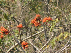 Erythrina suberosa
