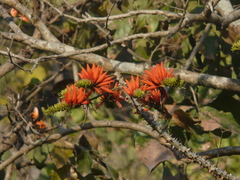 Erythrina suberosa