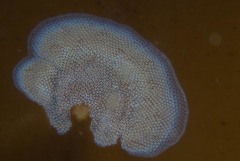 Membranipora rustica