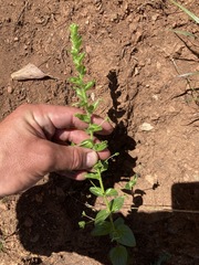 Sairocarpus subcordatus