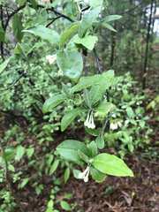 Angiospermae
