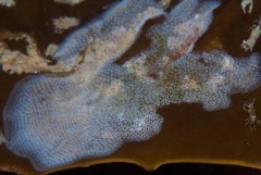 Membranipora rustica