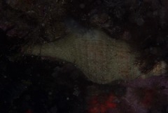 Africofusus ocelliferus