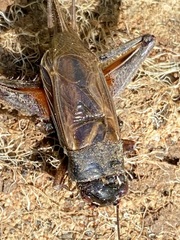 Gryllus lineaticeps