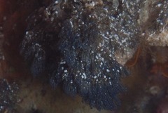Virididentula dentata