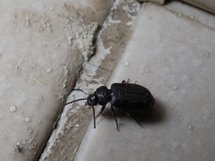 Anaedus