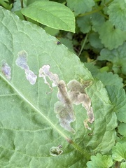 Pegomya bicolor