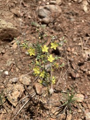 Hesperolinon tehamense