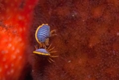 Ochlesis lenticulosus