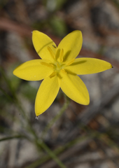 Hypoxis juncea