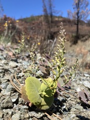 Streptanthus drepanoides