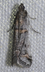 Acrobasis centunculella