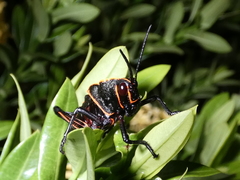 Taeniopoda varipennis