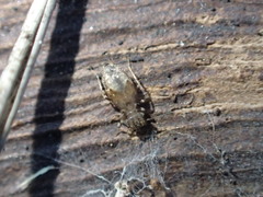 Lepidopsocidae