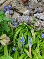 Scilla amoena