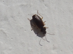Olisthopus