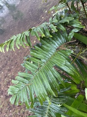 Polypodiopsida