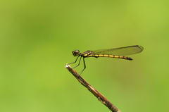 Libellago andamanensis