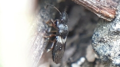 Microplax albofasciata