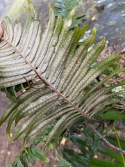 Polypodiopsida