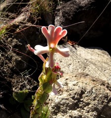 Zaluzianskya microsiphon